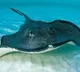 Huge Sting Ray fish caught by fishermen at Machilipatnam