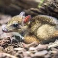 Rare mouse deer found in kommepalli forest