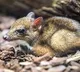 Rare mouse deer found in kommepalli forest