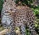 Leopard  in hyd