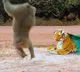 Prank Video with Stuffed Tiger goes viral