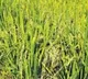 Telangana diabetic rice gets huge demand in other states