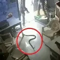 Shocking CCTV Footage Shows Maharashtra Man Releasing Snake At Petrol Pump