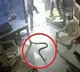 Shocking CCTV Footage Shows Maharashtra Man Releasing Snake At Petrol Pump