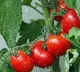 Tomato price hike in Telangana due to unlock