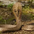 Snakes in Krishna District