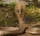 Snakes in Krishna District
