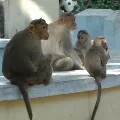 Woman dies of monkeys attack in Suryapet district