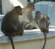 Woman dies of monkeys attack in Suryapet district