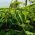 Sri Lanka brings tea dyed masks amidst corona pandemic