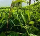 Sri Lanka brings tea dyed masks amidst corona pandemic