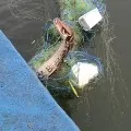 Huge Python gets trapped in fishing net