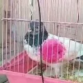 Pakistani villager urges India to return spy pigeon