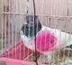 Pakistani villager urges India to return spy pigeon