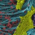Corona Virus Pictures Released