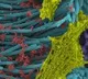 Corona Virus Pictures Released