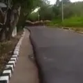 Elephants spotted at Tirumala ghat road