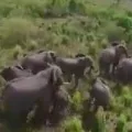 Maharashtra farmer set Beehives to prevent Elephant attacks on his farms