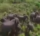 Maharashtra farmer set Beehives to prevent Elephant attacks on his farms