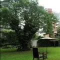 Amitab griefs about a tree fallen in his house