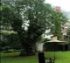 Amitab griefs about a tree fallen in his house