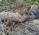Wilde Bore and Royal Bengal Tiger both were died in clash of rare incident