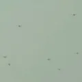 For the first time ever Indian Army demonstrates combat swarm drones