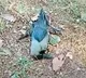 Crows died in Guntur district