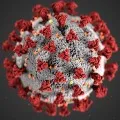 Corona infected dog died in USA