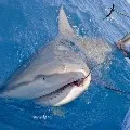 Oceanic shark populations dropped 71percent since 1970