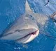 Oceanic shark populations dropped 71percent since 1970