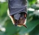Thousands of Bats Died in Uttar Pradesh