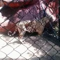 Tiger in Tirupati Agriculture College