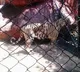 Tiger in Tirupati Agriculture College