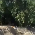 Man escapes from Tiger attack