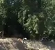 Man escapes from Tiger attack