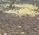Chicks anywhere in Chikkaballapura forest area