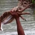 Real Sivagamudu in Bangladesh