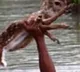 Real Sivagamudu in Bangladesh
