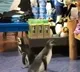 Penguins go gift shopping in viral video