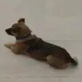 Dog Waits 3 Months at Hospital for his Owner who died with Covid