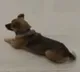 Dog Waits 3 Months at Hospital for his Owner who died with Covid