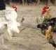 Fighting cock killed Police officer in Philippines