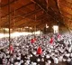Bird Flu spreads to ten states in country