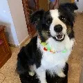Pet dog became rich in USA
