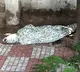 Dead body found at Banjara Hills footpath in Hyderabad