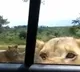 Lioness opens safari car door with her teeth  Scary old video goes viral