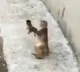 Monkey plays with her child