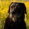 Dog to undergo DNA Test