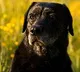 Dog to undergo DNA Test
